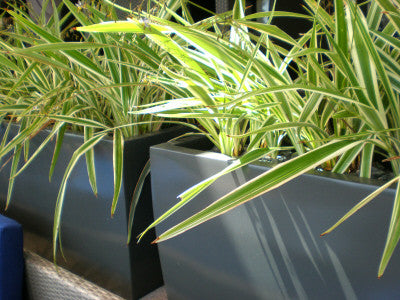 Panama Tapered Fiberglass Rectangular Planter