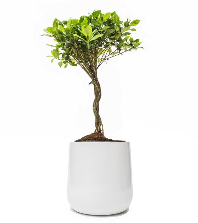 NMN Designs Ainslie Planter