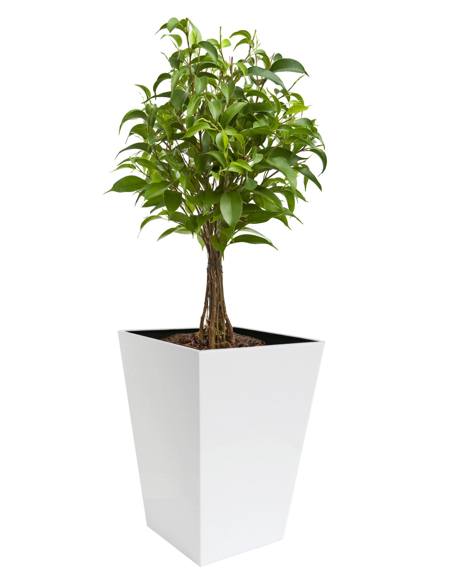 NMN Designs Madeira Conica Stainless Steel Planter - gardenmybalcony.com - 1