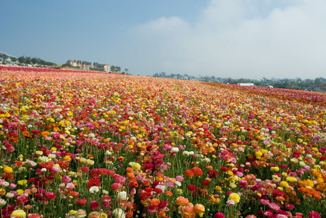 Flower Fields Carlsbad CA - Open through May 8th