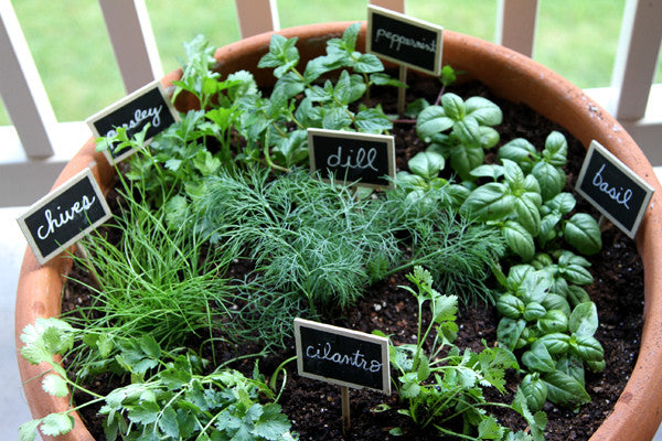 Favorite Herbs for Autumn