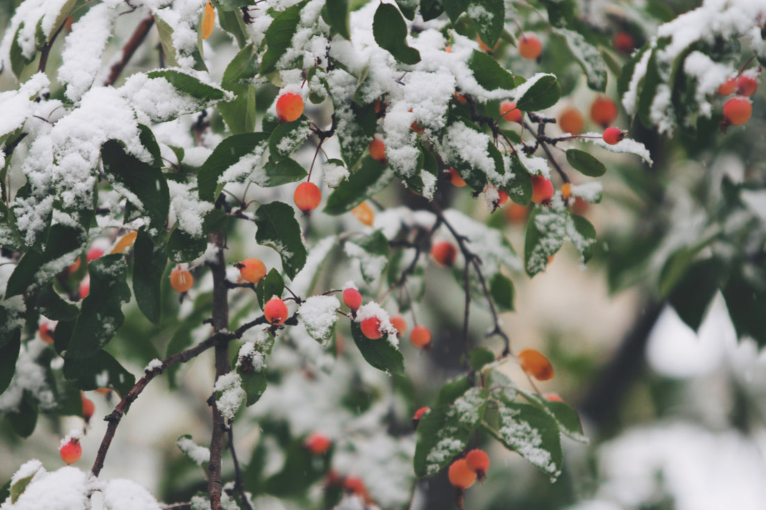Protecting Balcony Plants from Winter Cold: Things You Should Do