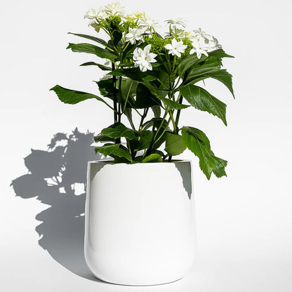 NMN Designs Ainslie Planter