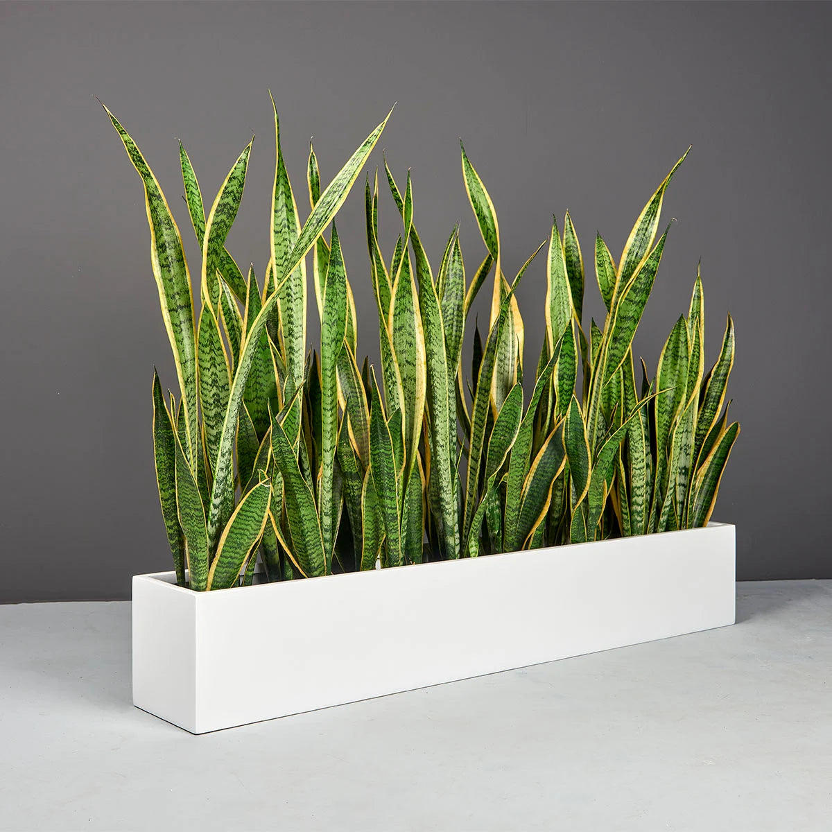 Monaco Table Top Fiberglass Rectangle Planter