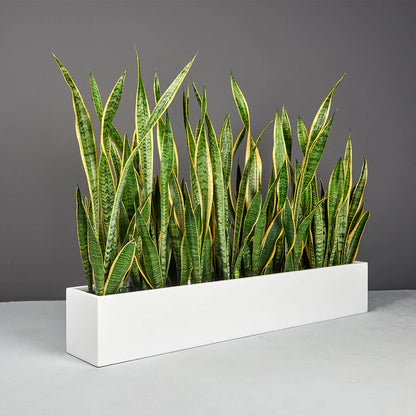 Monaco Table Top Fiberglass Rectangle Planter