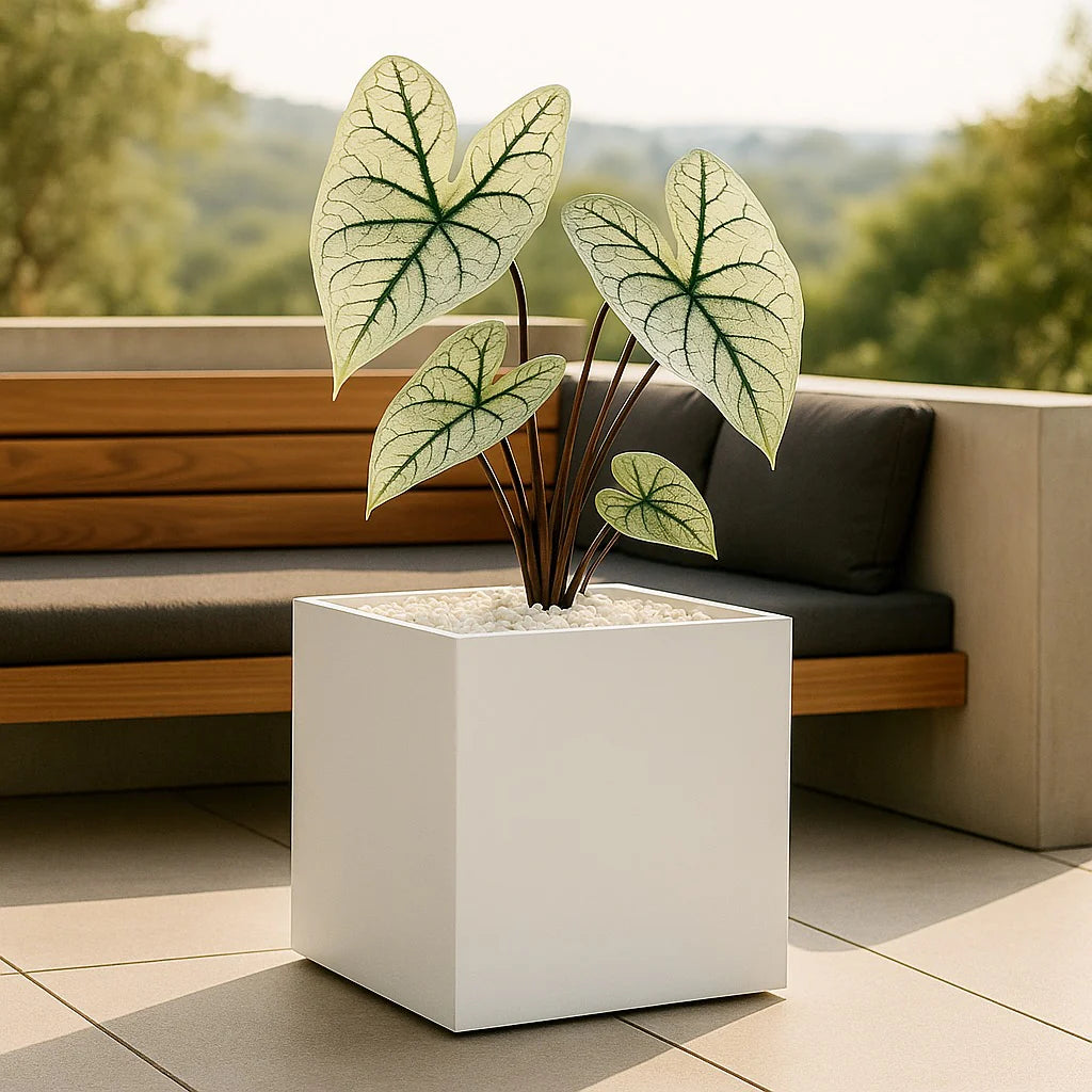 NMN Designs Seeley Cube Planter