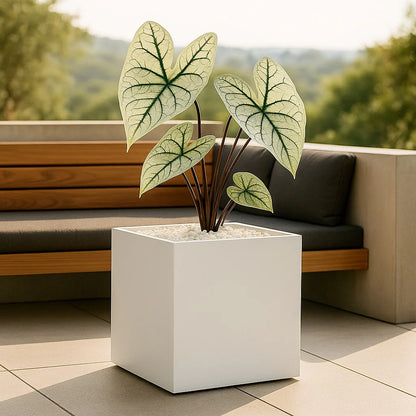 NMN Designs Seeley Cube Planter