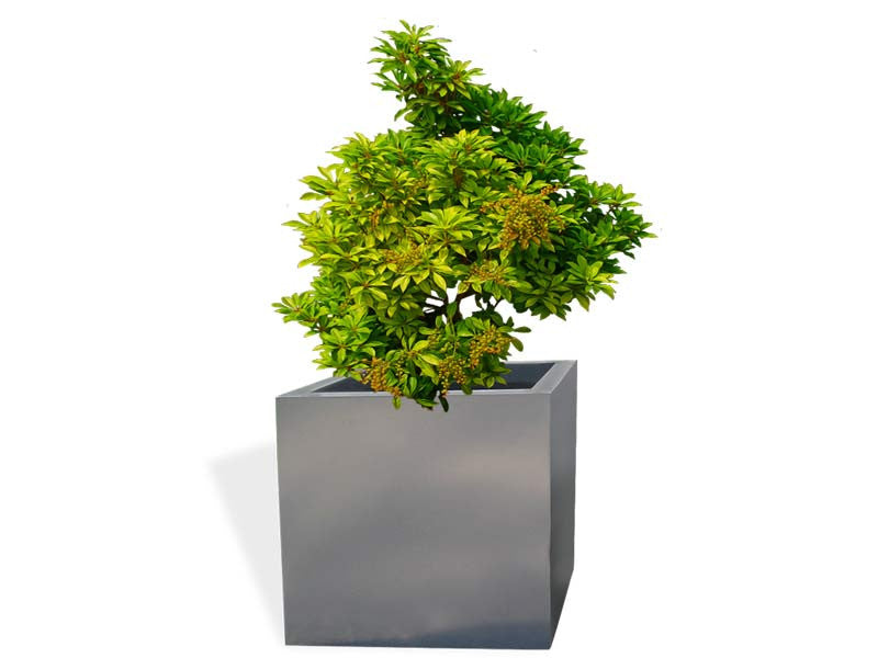 Montroy Cube Fiberglass Planter