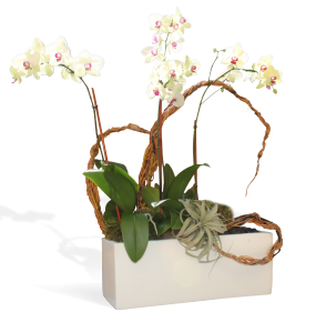 Weir Table Top Fiberglass Rectangle Planter