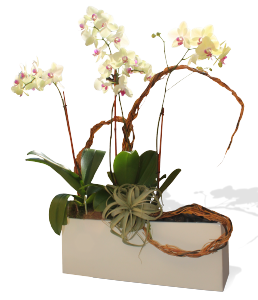Weir Table Top Fiberglass Rectangle Planter
