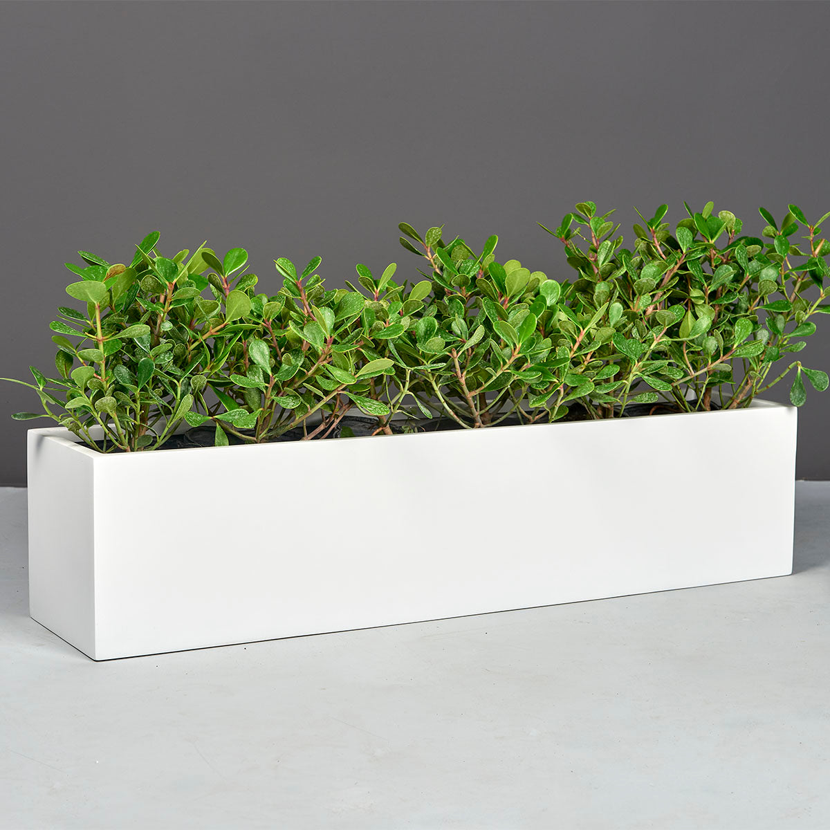 Vicksburg Table Top Fiberglass Rectangle Planter