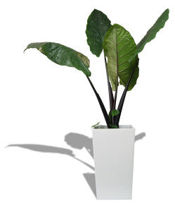 Amsterdam Tapered Fiberglass Rectangular Planter