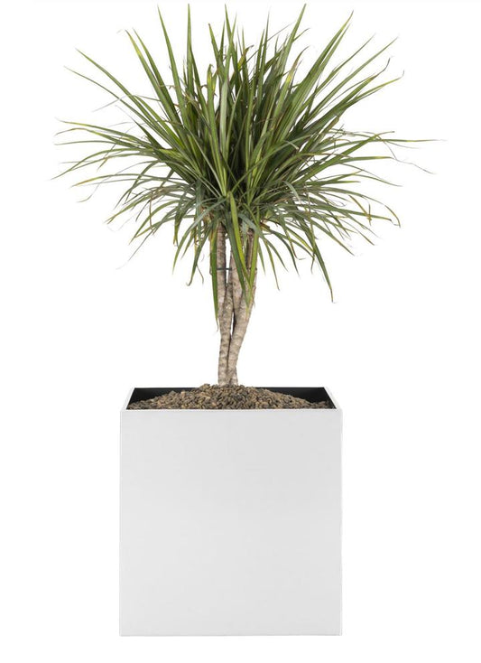 NMN Designs Madeira Cube Planter