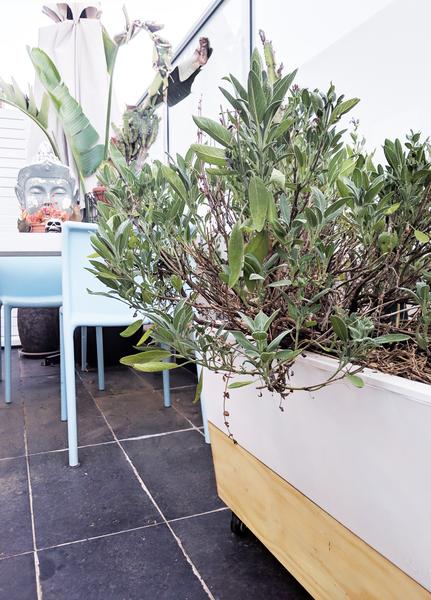 Glowpear Café Planter