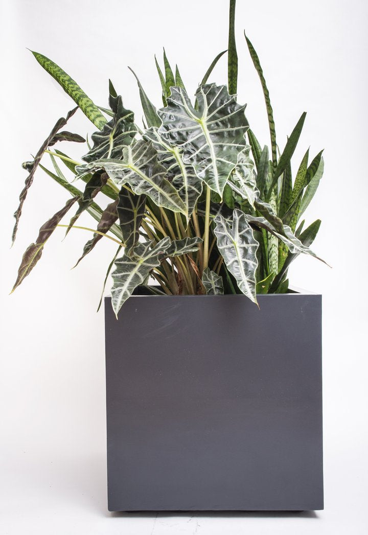 NMN Designs Seeley Cube Planter